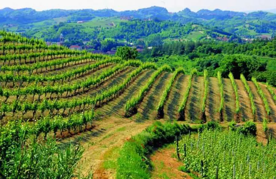 Territorio delle Langhe, gusti e sapori da non perdere