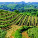 Territorio delle Langhe, gusti e sapori da non perdere